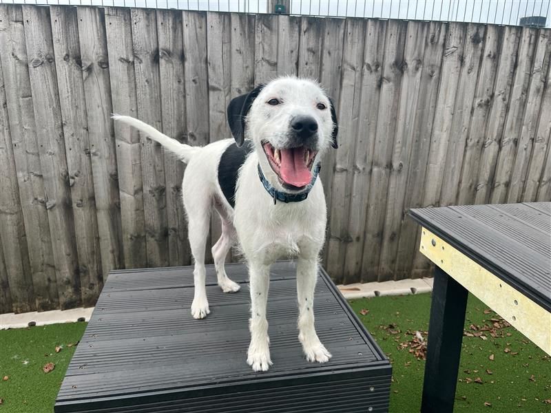 Kenji | Terrier (Staffordshire Bull) Cross | Cardiff - 2
