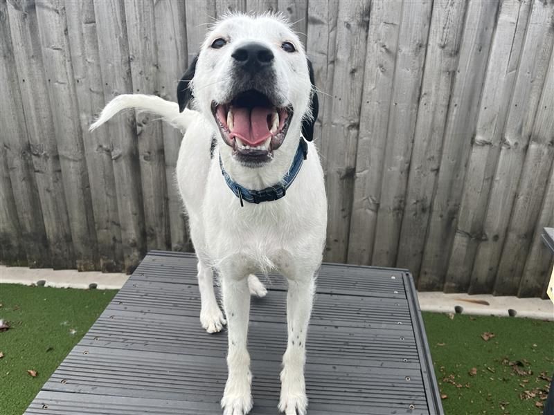 Kenji | Terrier (Staffordshire Bull) Cross | Cardiff - 6