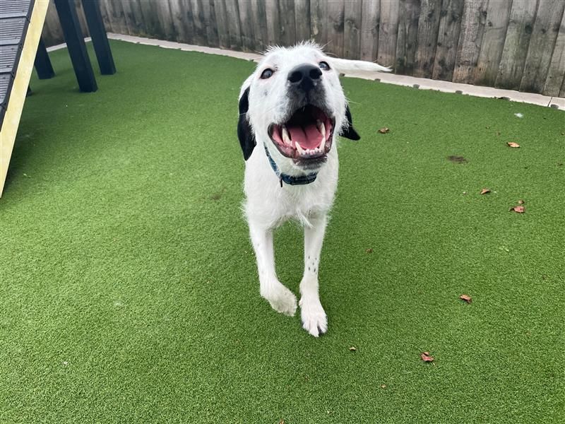 Kenji | Terrier (Staffordshire Bull) Cross | Cardiff - 3