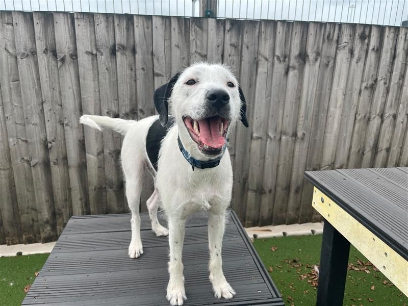 Kenji | Terrier (Staffordshire Bull) Cross | Cardiff - 4