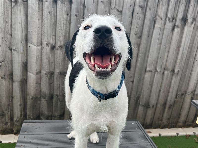 Kenji | Terrier (Staffordshire Bull) Cross | Cardiff - 5