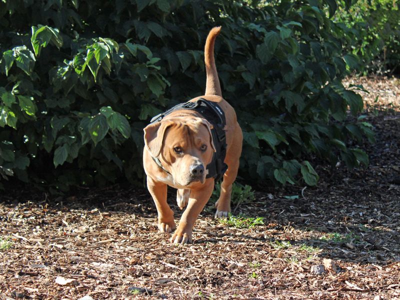 Trent | Beagle Cross | Merseyside (Liverpool) - 4