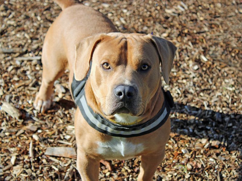 Trent | Beagle Cross | Merseyside (Liverpool) - 1