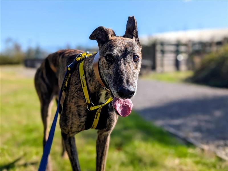 Tucker | Greyhound | Cardiff - 3