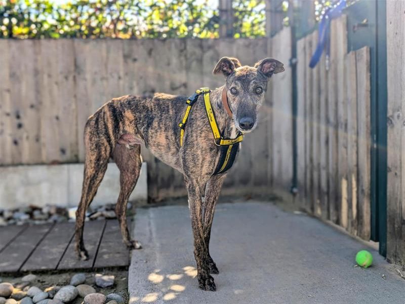 Tucker | Greyhound | Cardiff - 4
