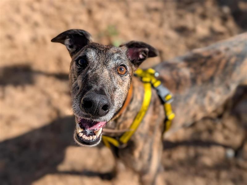 Tucker | Greyhound | Cardiff - 2
