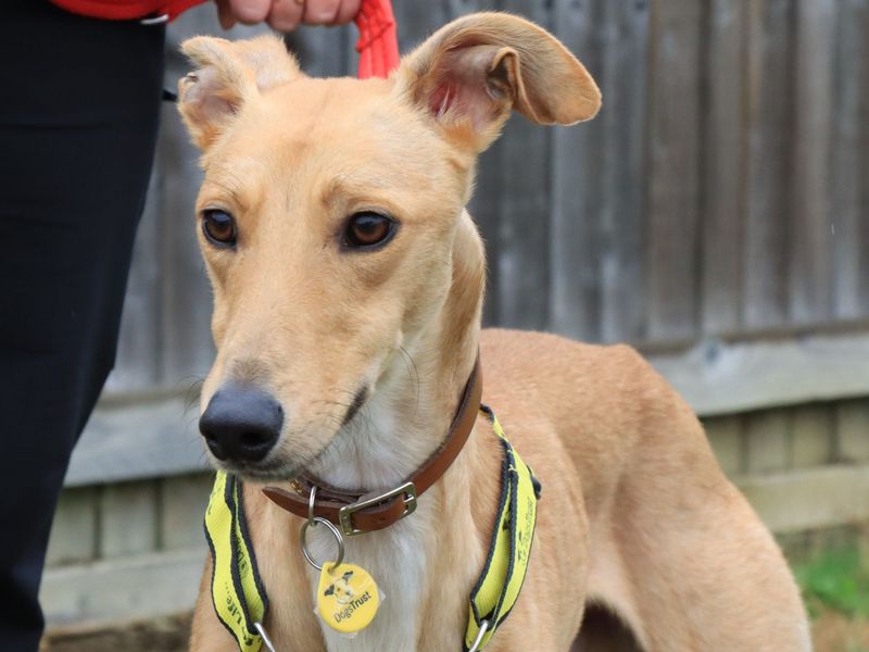Lenny | Lurcher | Evesham (Worcestershire) - 4