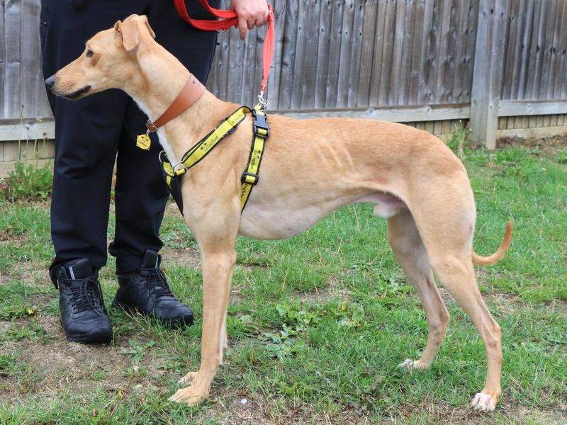 Lenny | Lurcher | Evesham (Worcestershire) - 5