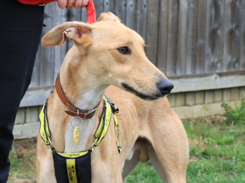 Lenny | Lurcher | Evesham (Worcestershire) - 3