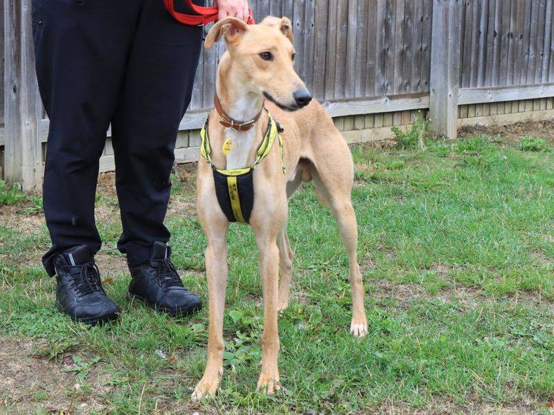Lenny | Lurcher | Evesham (Worcestershire) - 1