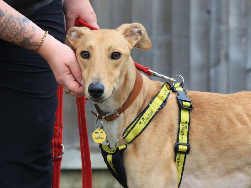 Lenny | Lurcher | Evesham (Worcestershire) - 2