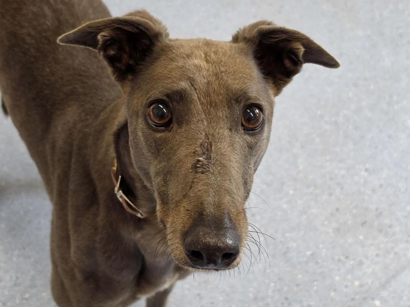 Cam | Greyhound | Cardiff - 2