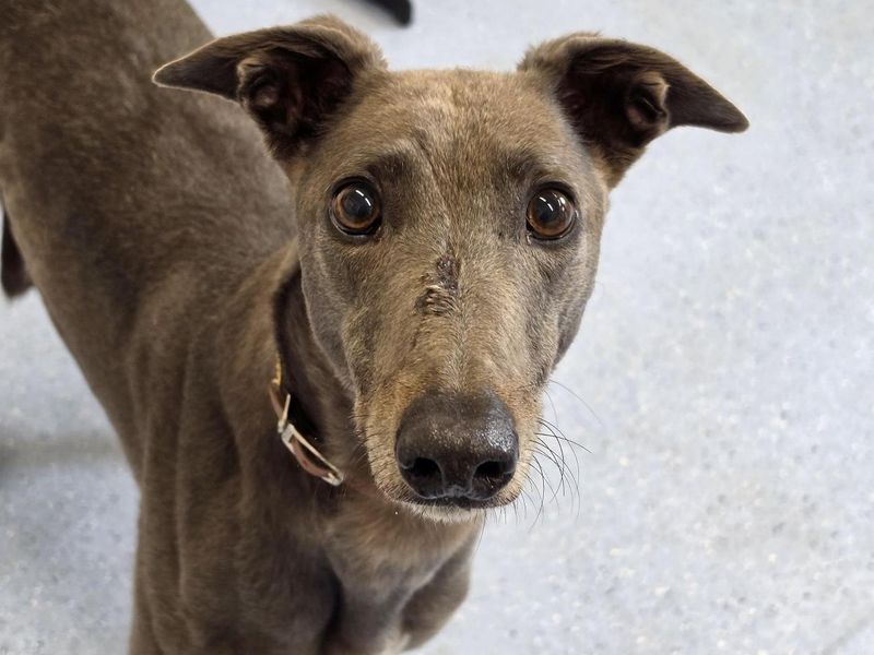 Greyhound Dogs And Puppies For Adoption