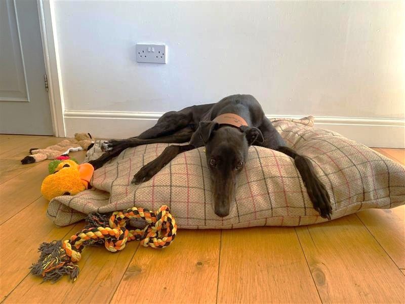 Emily | Greyhound | Cardiff - 1