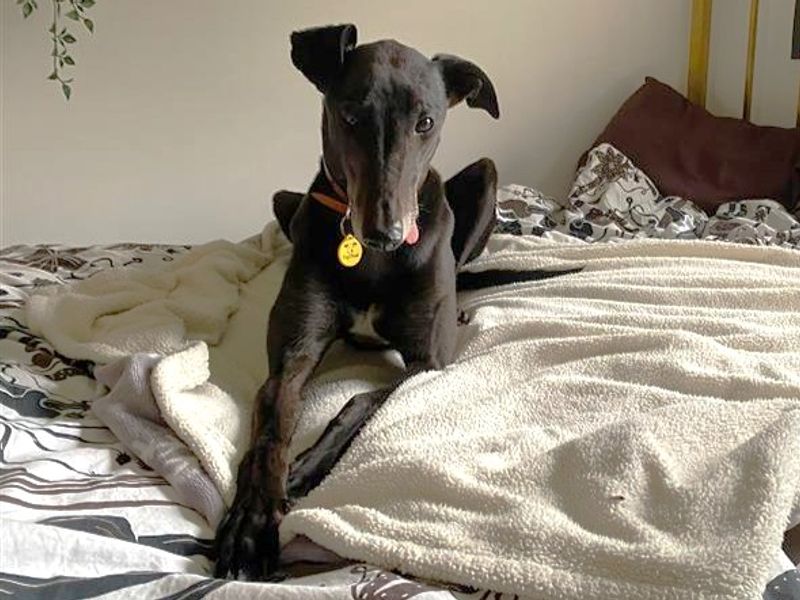 Emily | Greyhound | Cardiff - 2
