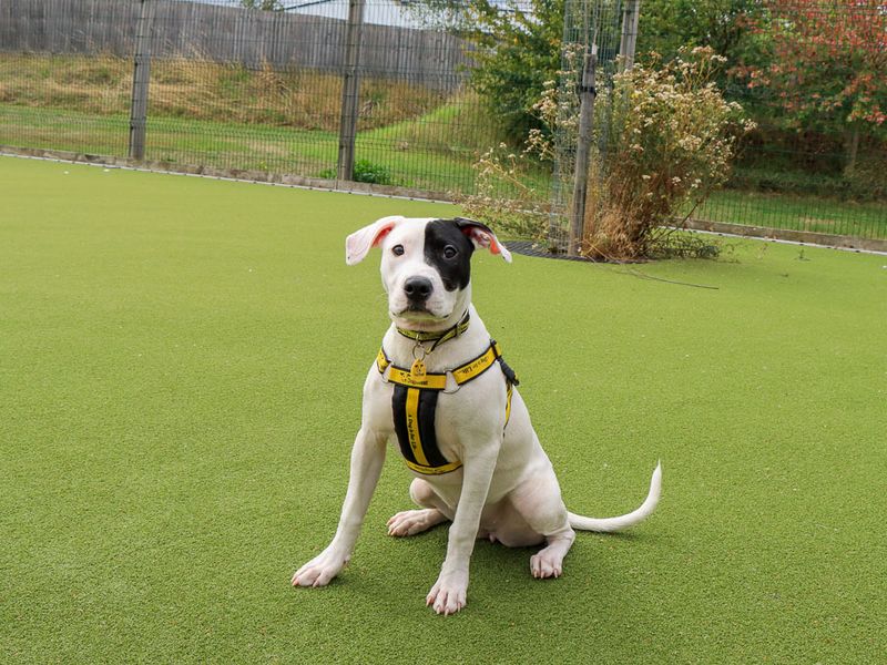 Staffordshire Bull Terrier Dogs And Puppies For Adoption