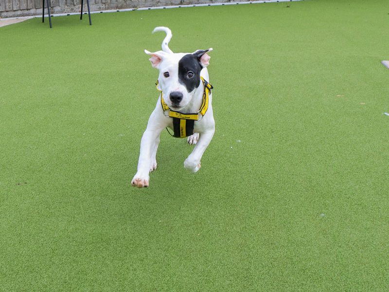 Dottie | Terrier (Staffordshire Bull) Cross | Evesham (Worcestershire) - 5