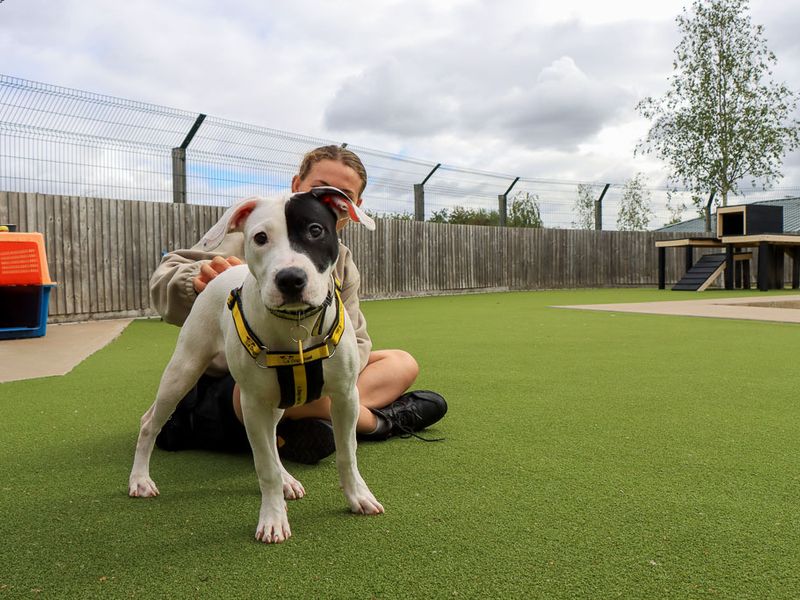Dottie | Terrier (Staffordshire Bull) Cross | Evesham (Worcestershire) - 6
