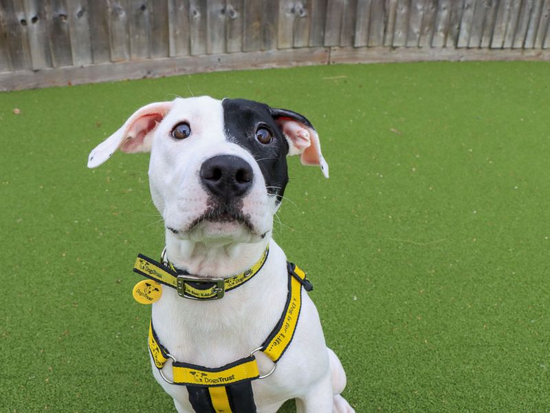 Dottie | Terrier (Staffordshire Bull) Cross | Evesham (Worcestershire) - 3
