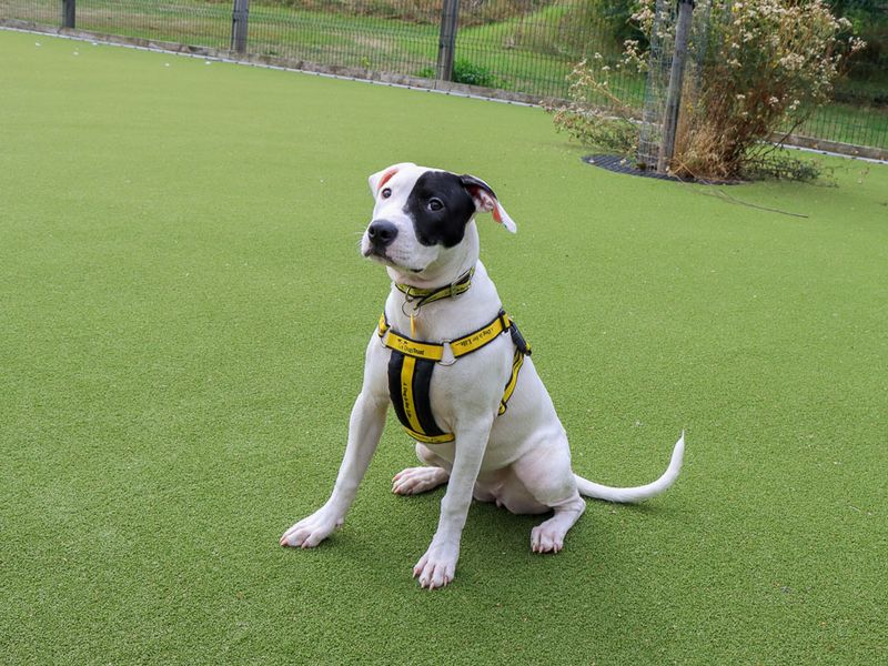 Dottie | Terrier (Staffordshire Bull) Cross | Evesham (Worcestershire) - 4