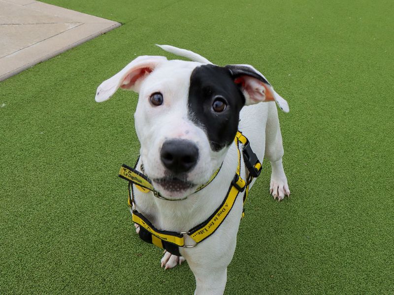 Dottie | Terrier (Staffordshire Bull) Cross | Evesham (Worcestershire) - 1