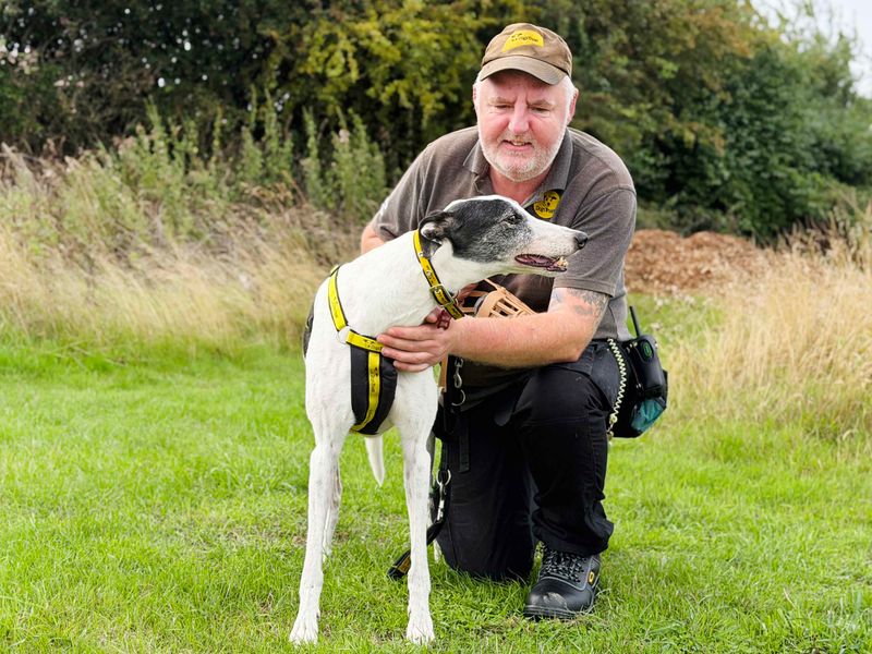 Oscar | Greyhound | Leeds - 4