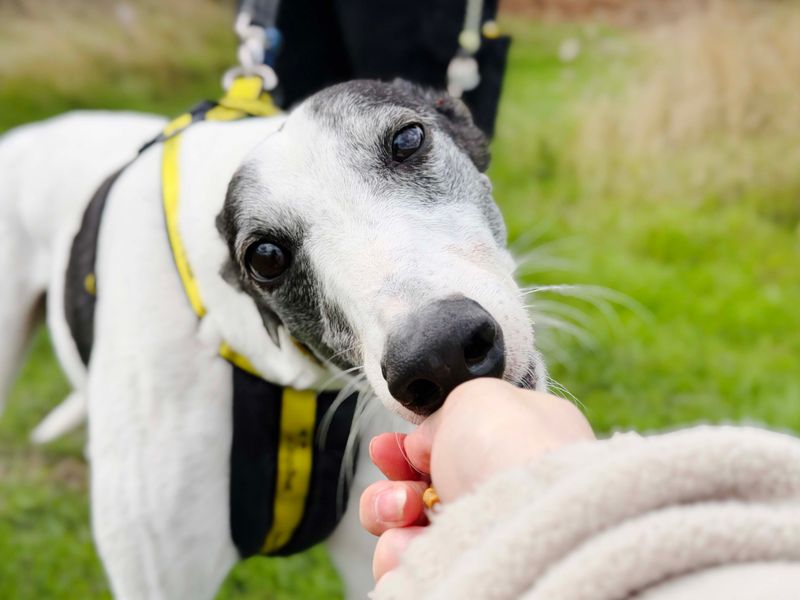 Greyhound Dogs And Puppies For Adoption