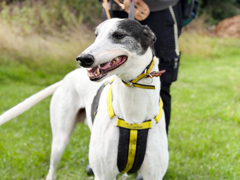 Oscar | Greyhound | Leeds - 5
