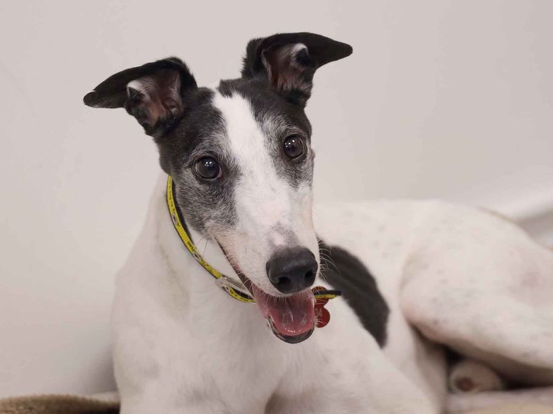 Oscar | Greyhound | Leeds - 1