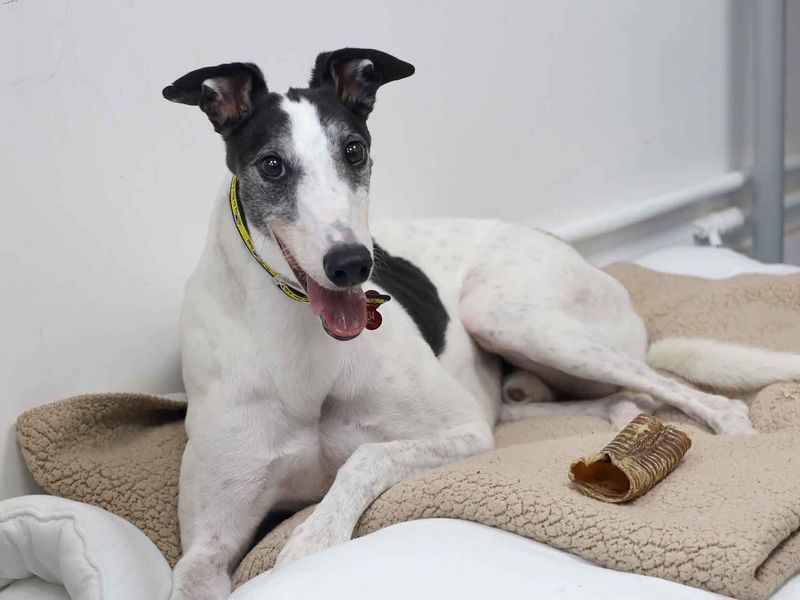 Oscar | Greyhound | Leeds - 2