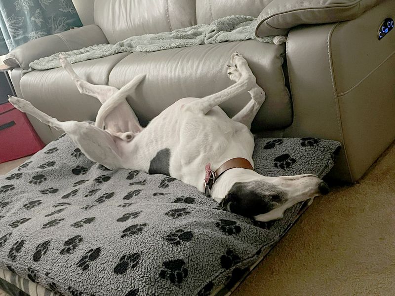 Oscar | Greyhound | Leeds - 3