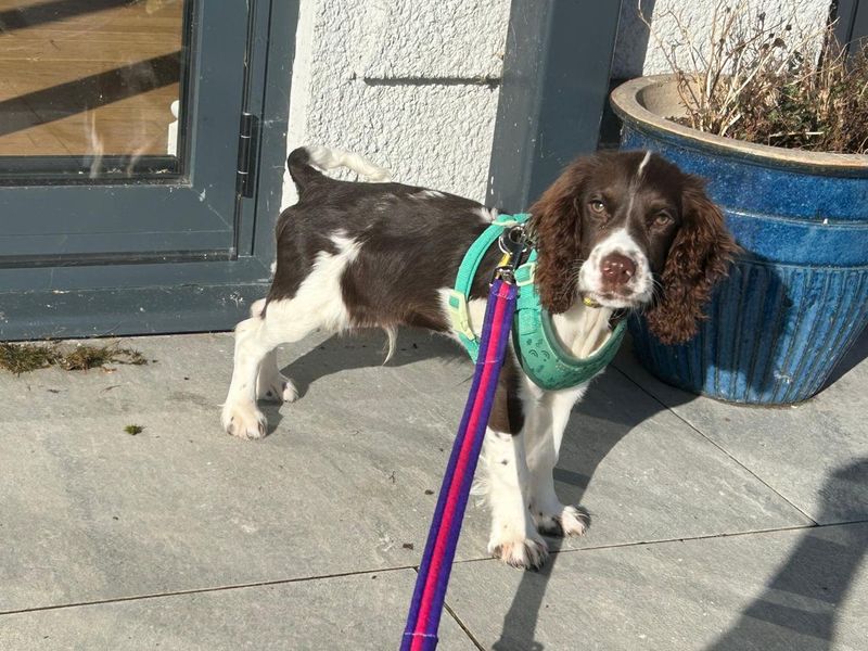 Duke | Spaniel (English Springer) | Bridgend (Wales) - 2