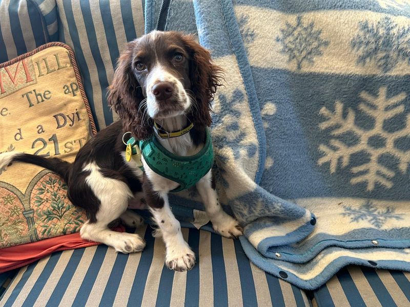 Springer Spaniel Dogs And Puppies For Adoption