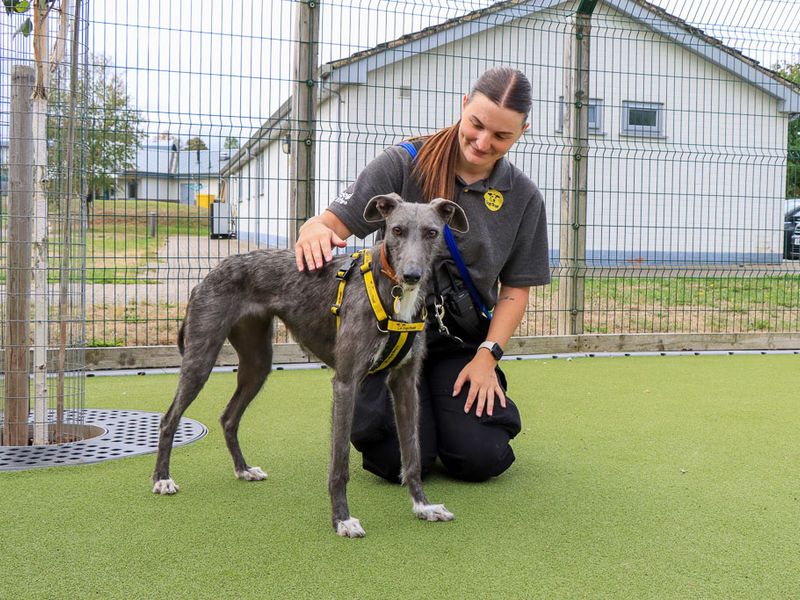 Moon | Lurcher | Evesham (Worcestershire) - 2