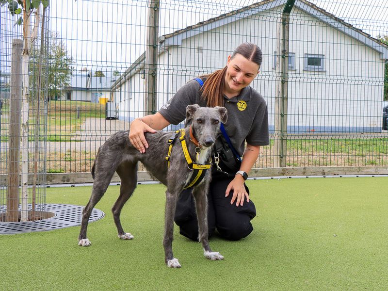 Moon | Lurcher | Evesham (Worcestershire) - 4