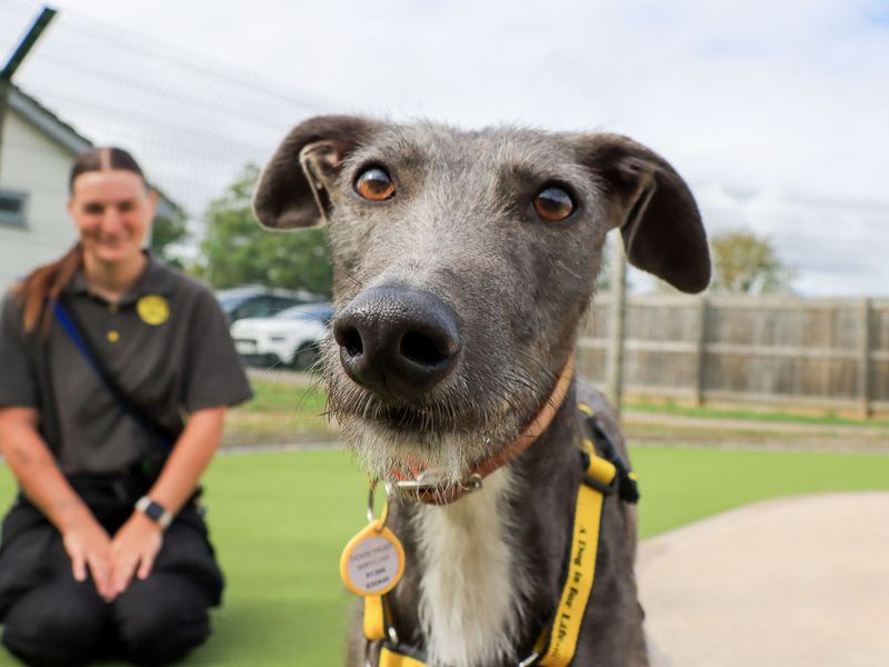 Moon | Lurcher | Evesham (Worcestershire) - 3