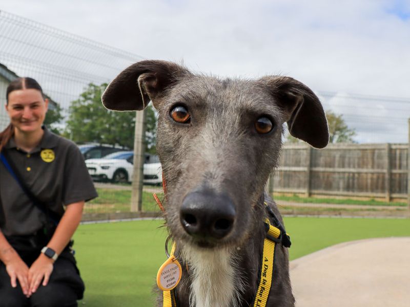 Moon | Lurcher | Evesham (Worcestershire) - 1
