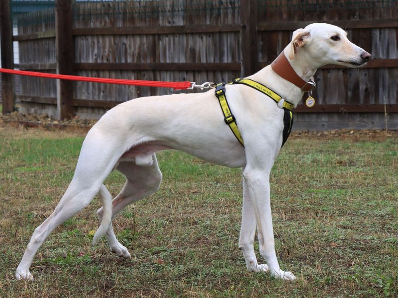 Henry | Lurcher | Evesham (Worcestershire) - 6