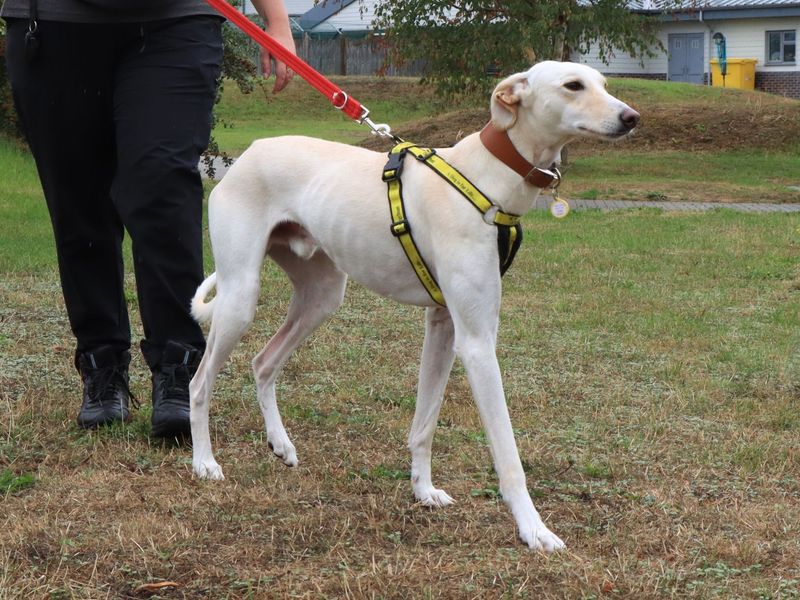 Henry | Lurcher | Evesham (Worcestershire) - 4