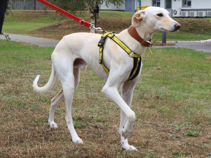 Henry | Lurcher | Evesham (Worcestershire) - 5