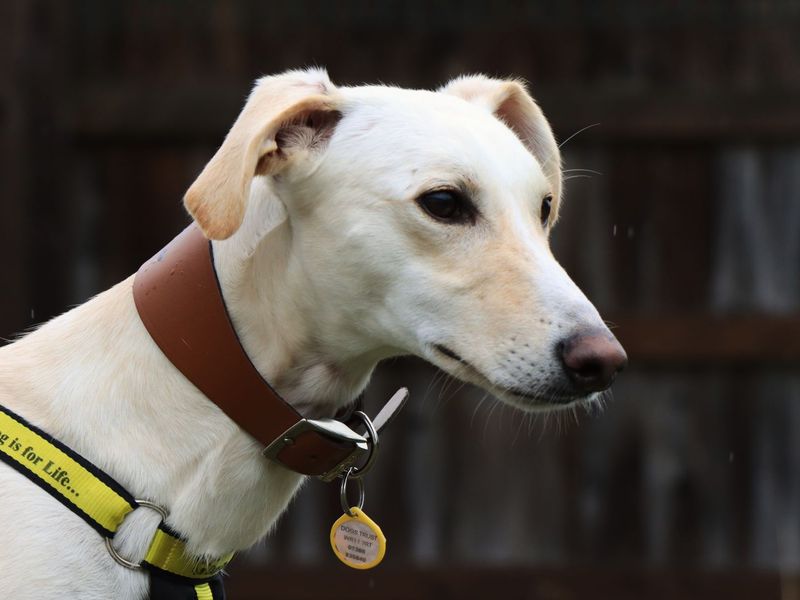 Henry | Lurcher | Evesham (Worcestershire) - 3