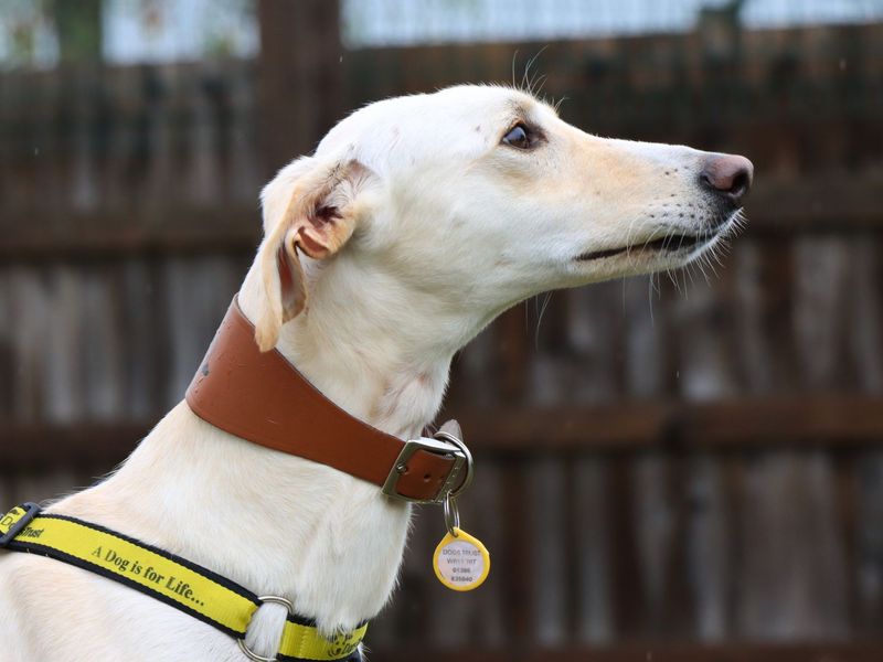 Henry | Lurcher | Evesham (Worcestershire) - 2