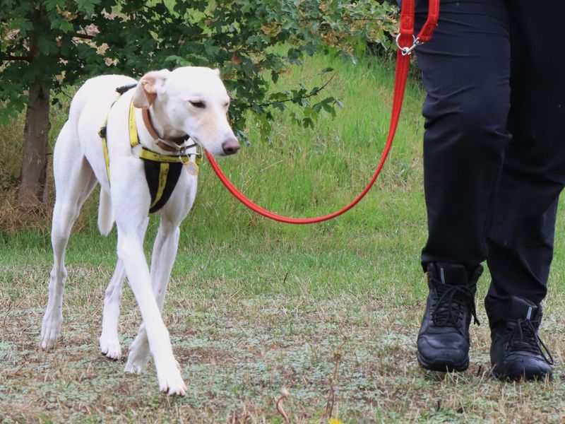 Henry | Lurcher | Evesham (Worcestershire) - 1