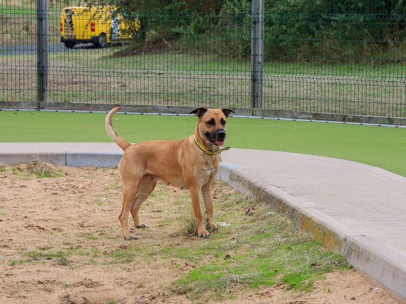 Kirby | Crossbreed | Evesham (Worcestershire) - 6