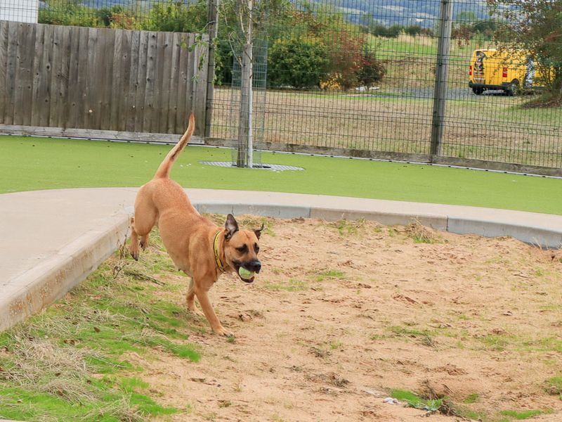 Kirby | Crossbreed | Evesham (Worcestershire) - 5