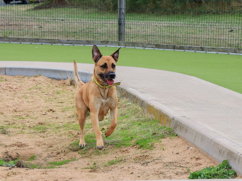 Kirby | Crossbreed | Evesham (Worcestershire) - 8