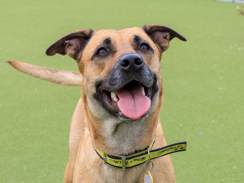 Kirby | Crossbreed | Evesham (Worcestershire) - 1