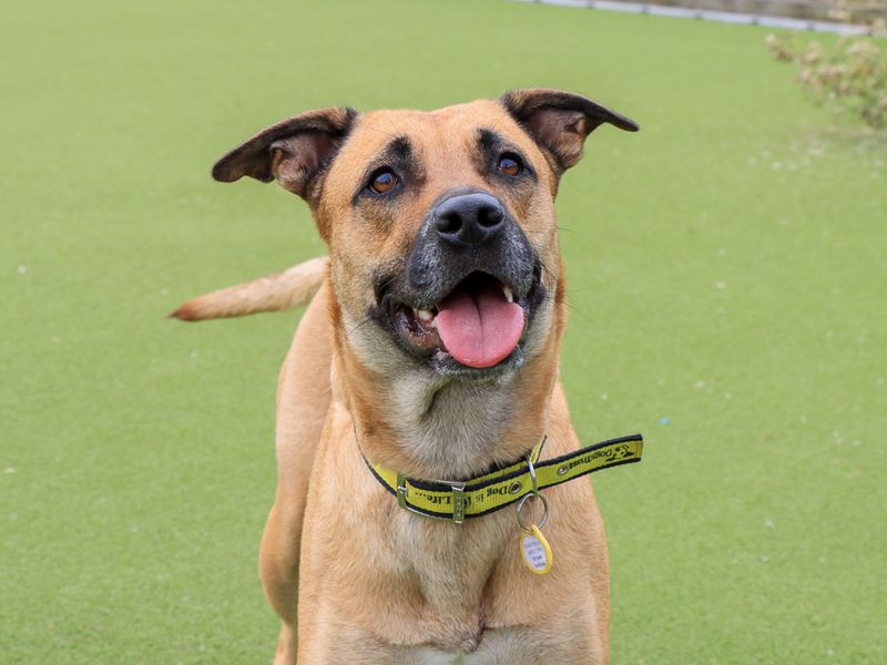 Kirby | Crossbreed | Evesham (Worcestershire) - 7