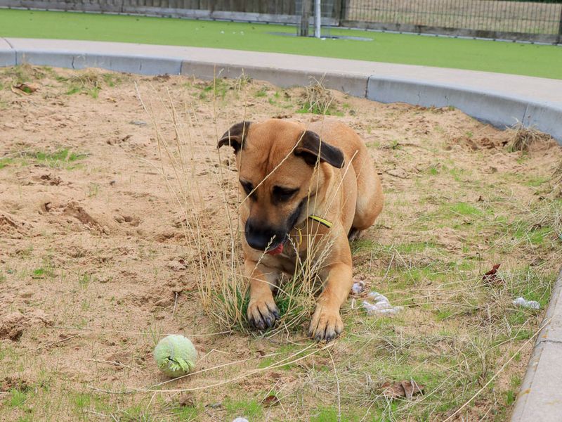 Kirby | Crossbreed | Evesham (Worcestershire) - 3
