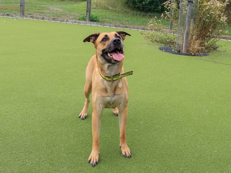 Kirby | Crossbreed | Evesham (Worcestershire) - 4